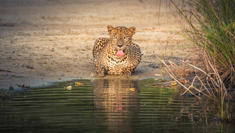 iconic expeditions leopard page banner