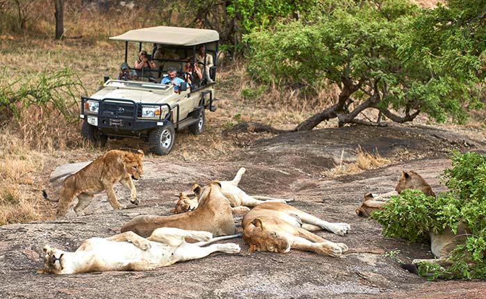 Tanzania VIP Safari Experience