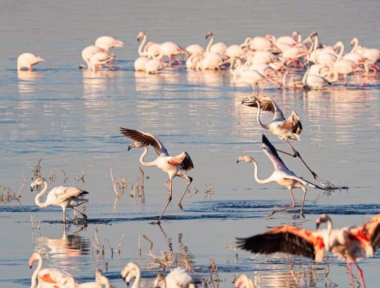 6-Day Amboseli