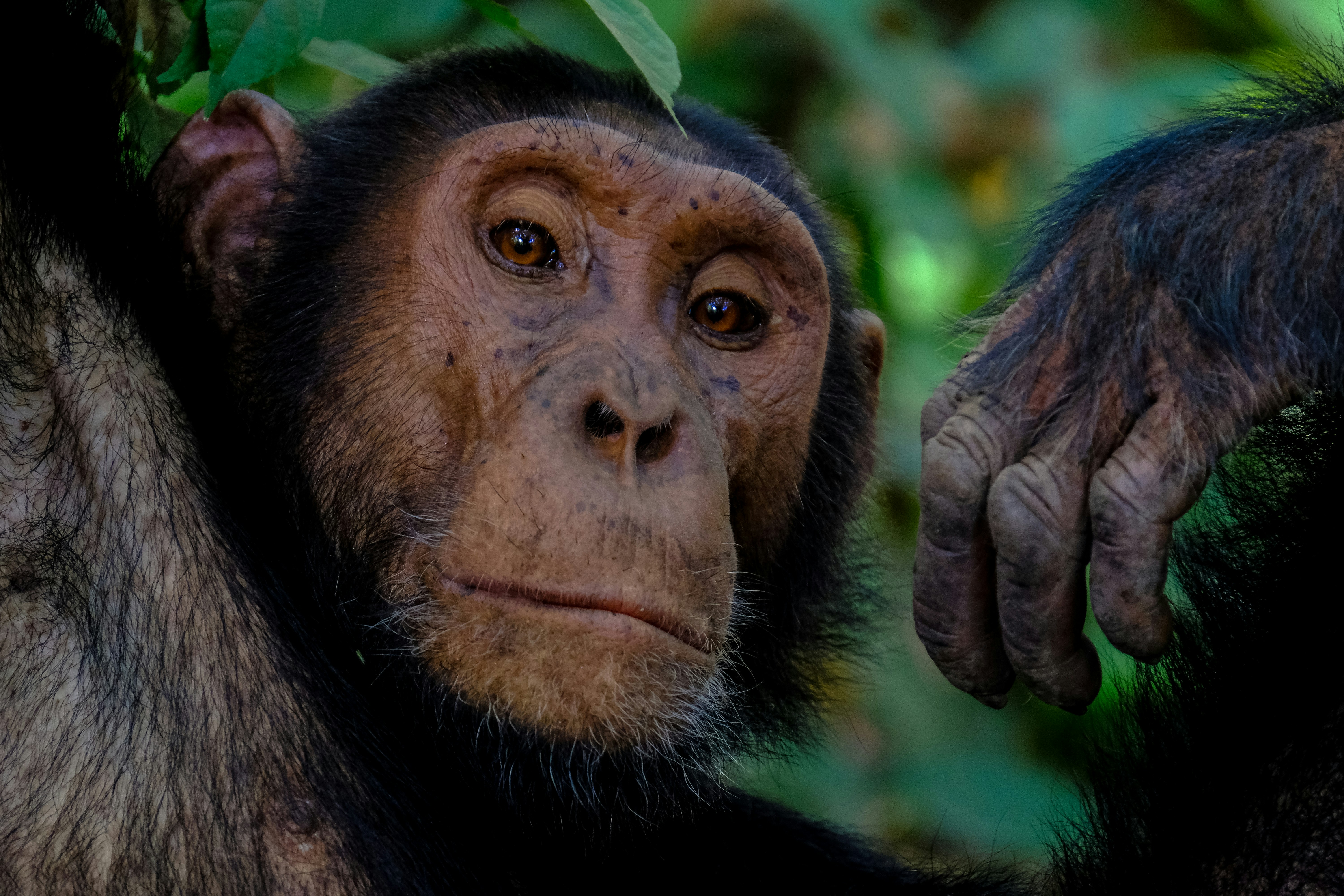 Uganda Gorilla Trekking