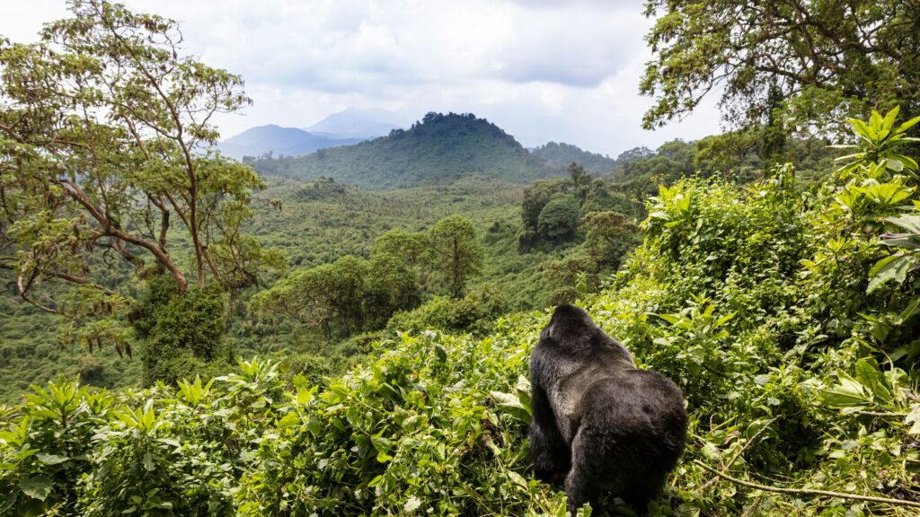 4-Day Gorilla Trekking