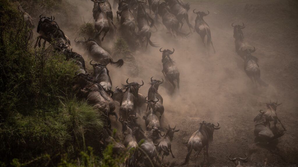 The Wildebeest Migration: A Must-See in Tanzania