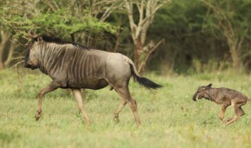 Calving Season in Serengeti: Wonder in Wildlife