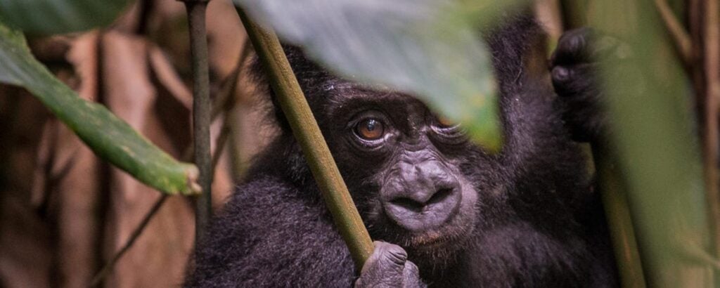 Gorilla Trekking: Why Is This a Unique Experience