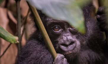 Gorilla Trekking: Why Is This a Unique Experience