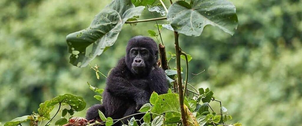 Gorilla-Trekking-experience-1080x450