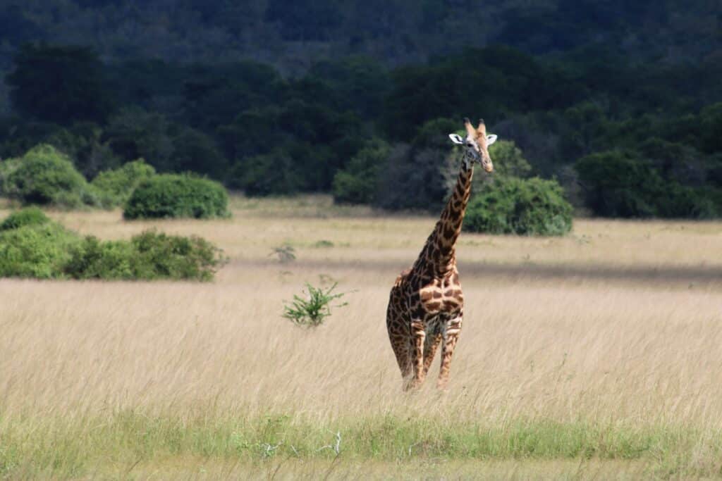 A giraffe in a field