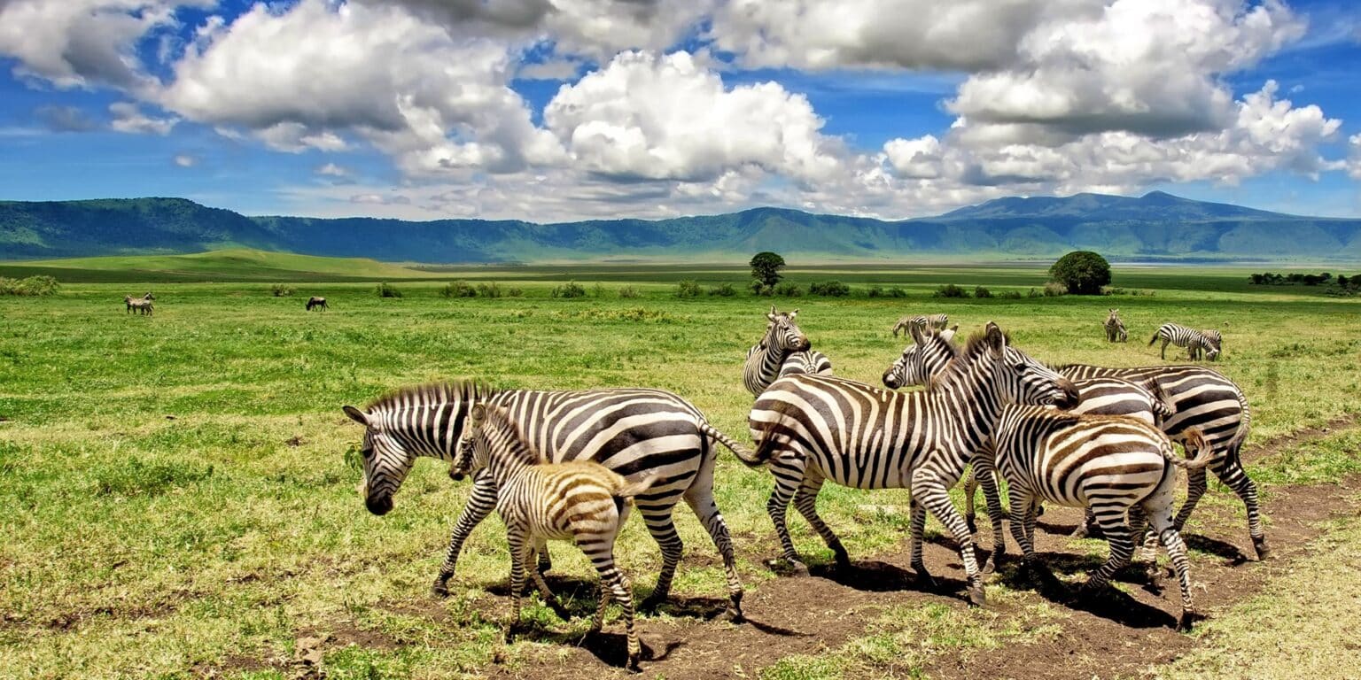 Safari in Ngorongoro