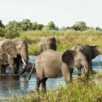 Cape Town & Safari in Botswana