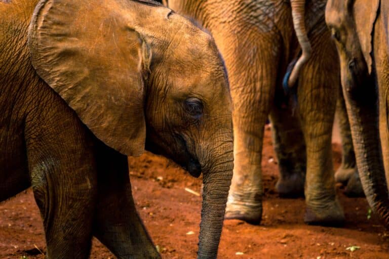 Sheldrick Wildlife Trust