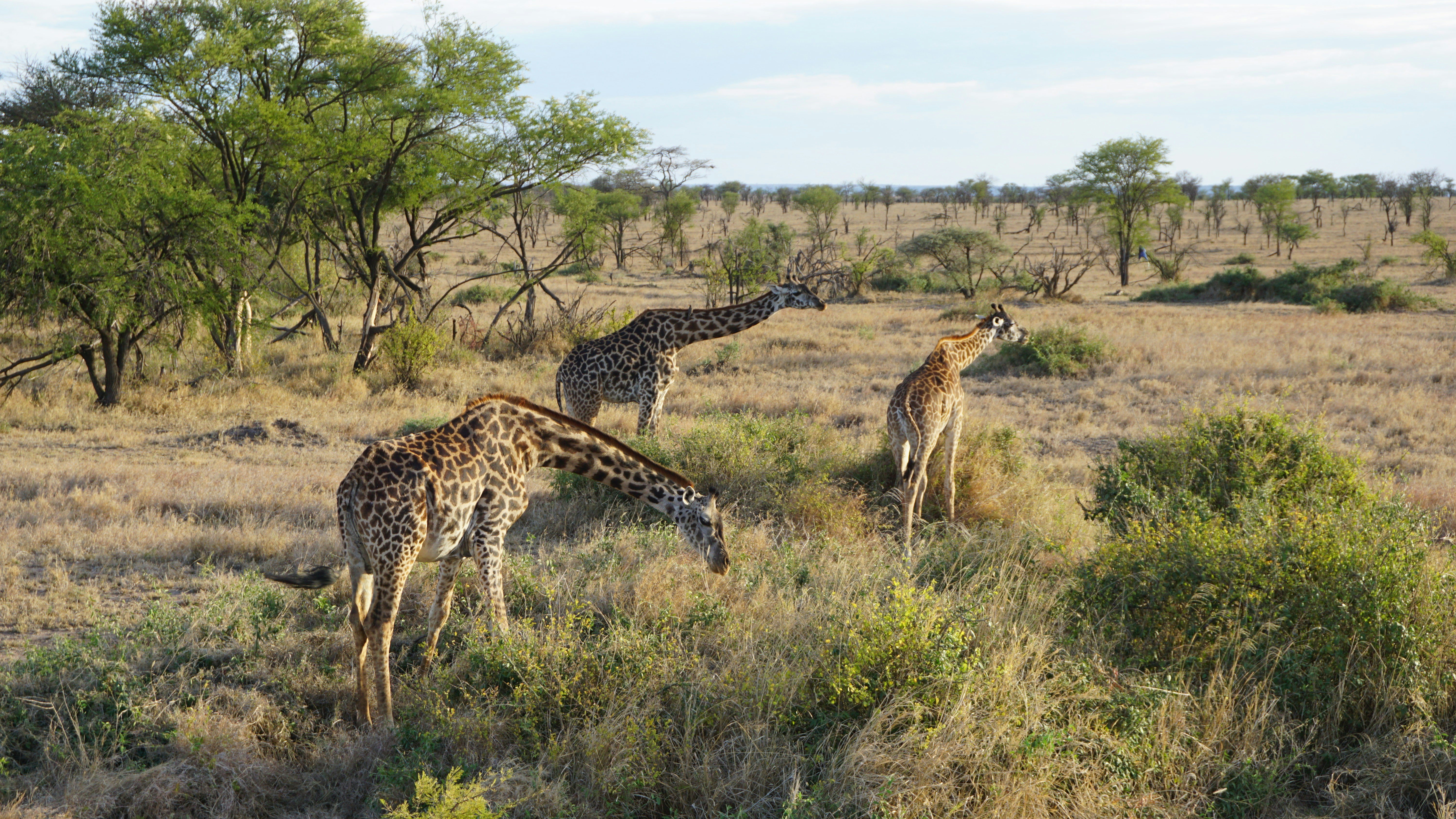 Wedding in Serengeti