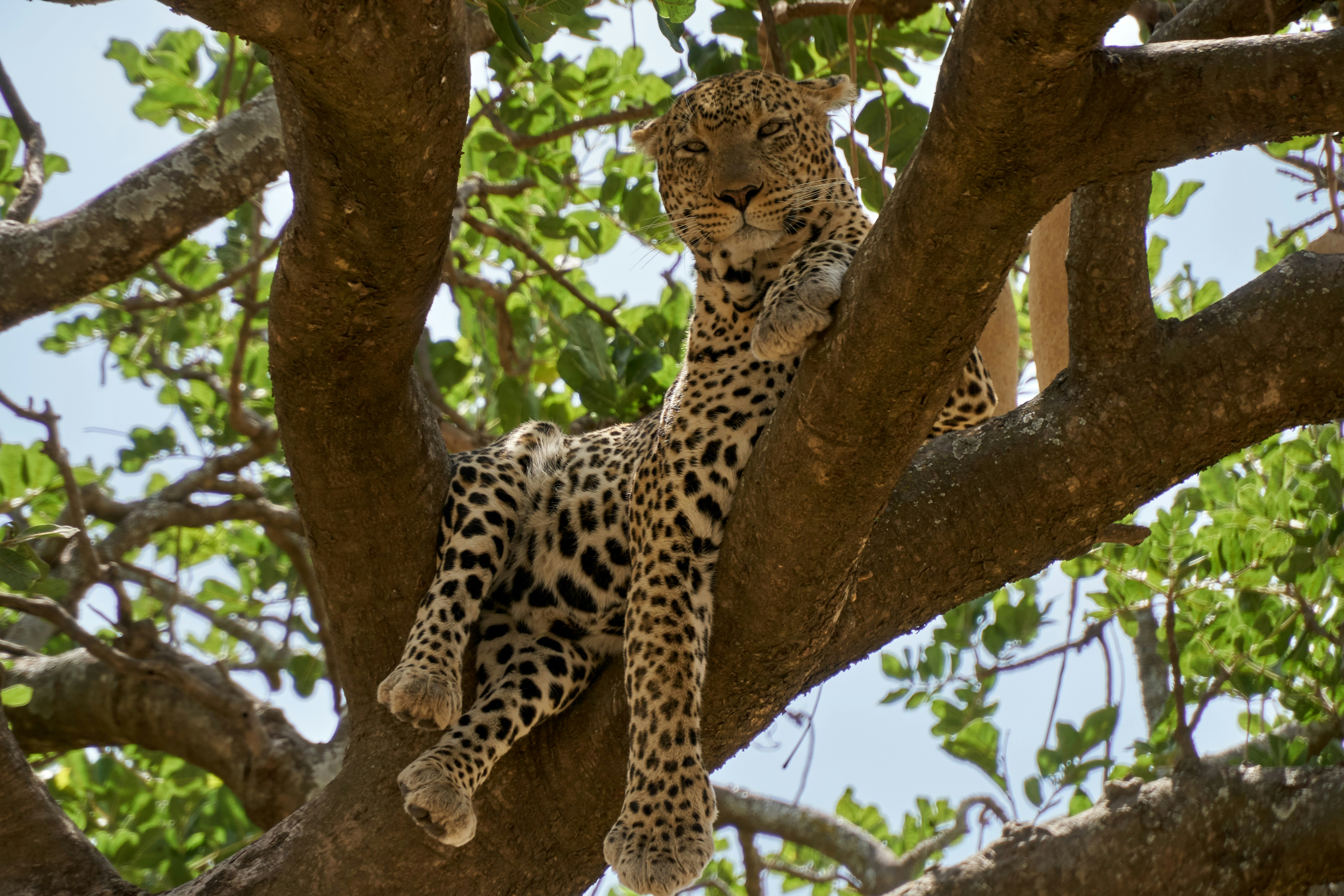 Wedding in Serengeti