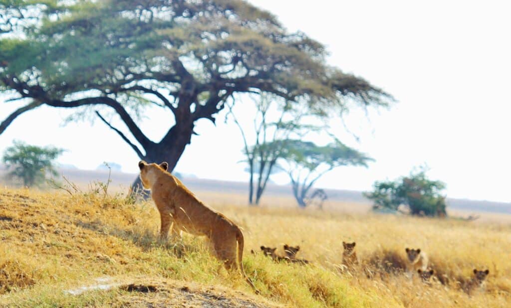 3-Day Serengeti