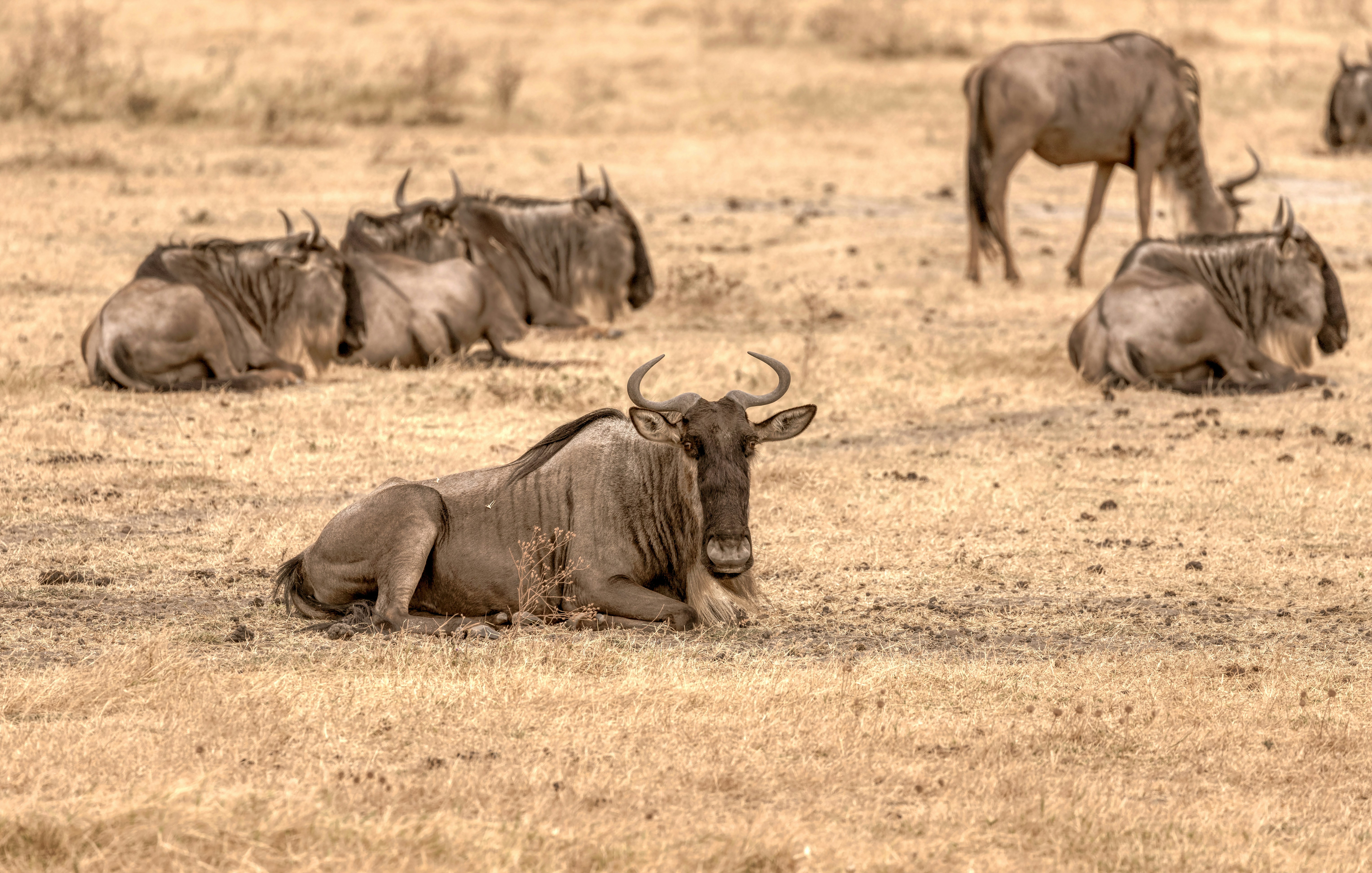 2-day safari