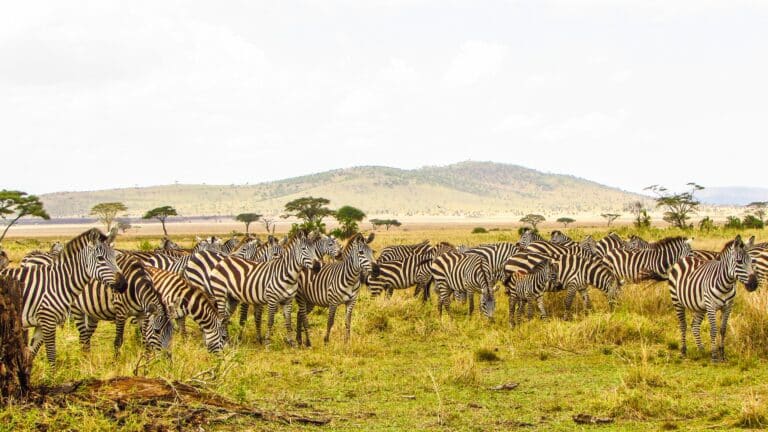 4-Day Northern Parks in Tanzania