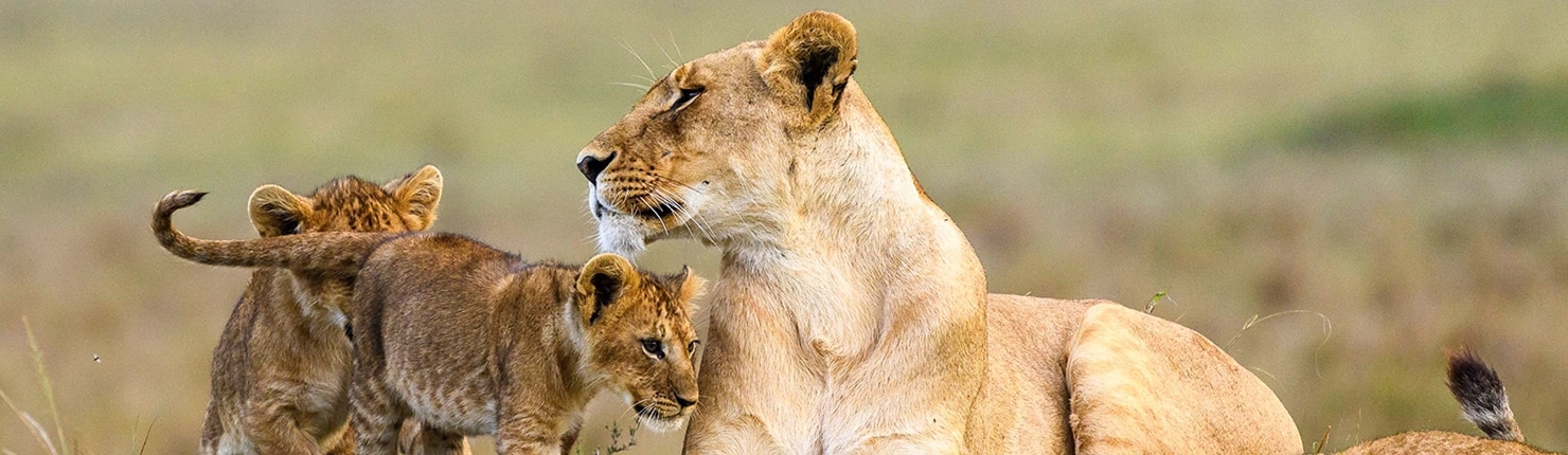 Family safari in Tanzania