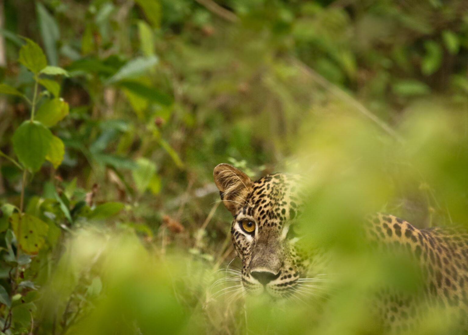 11 Fascinating Facts About Leopards