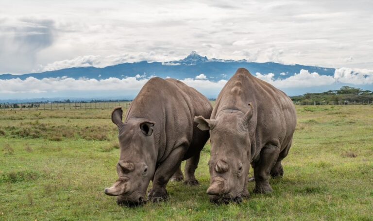 Two rhinoceros grazing on grass