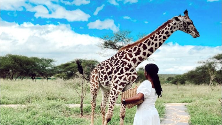 Giraffe Encounters