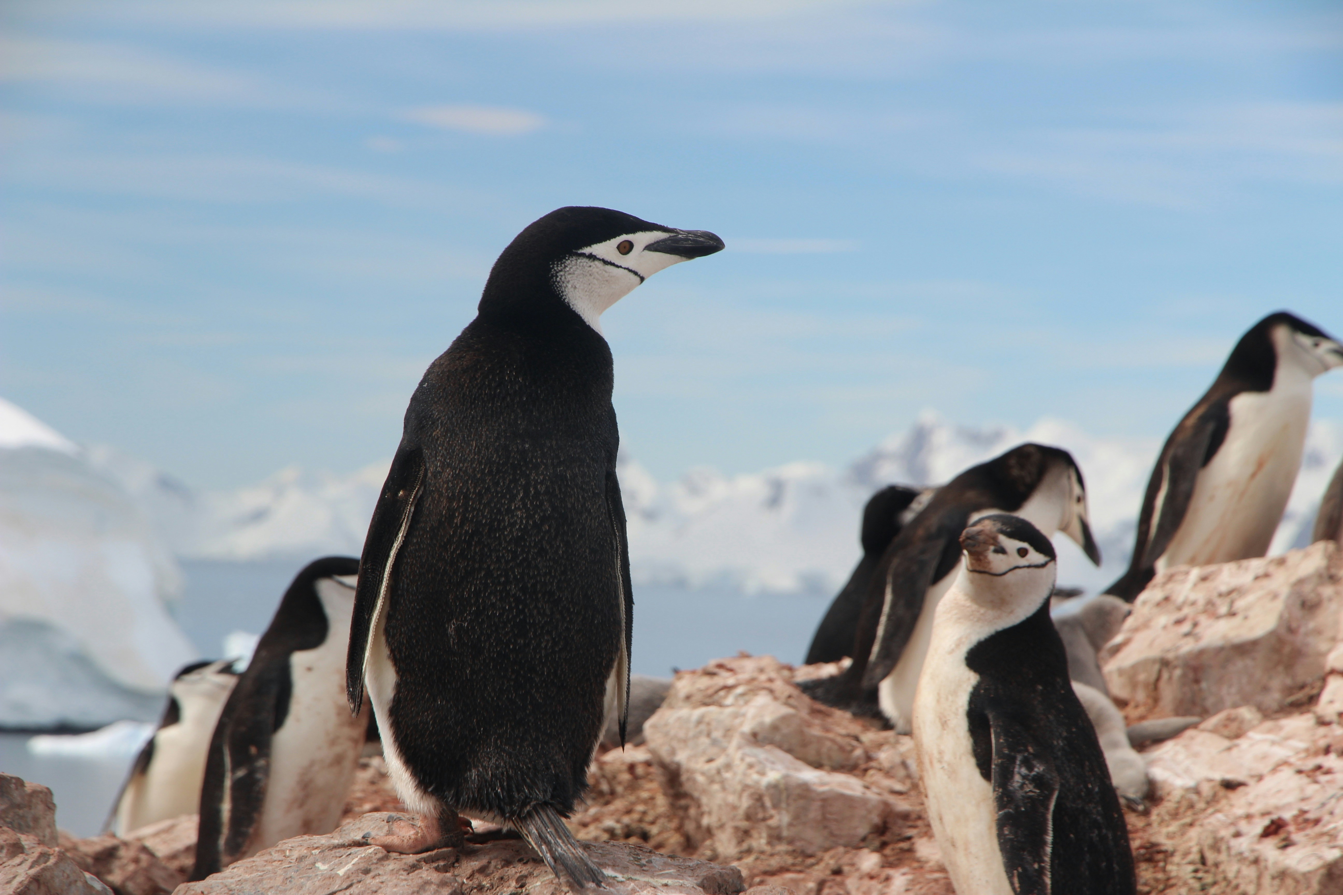 Antarctica adventure tour