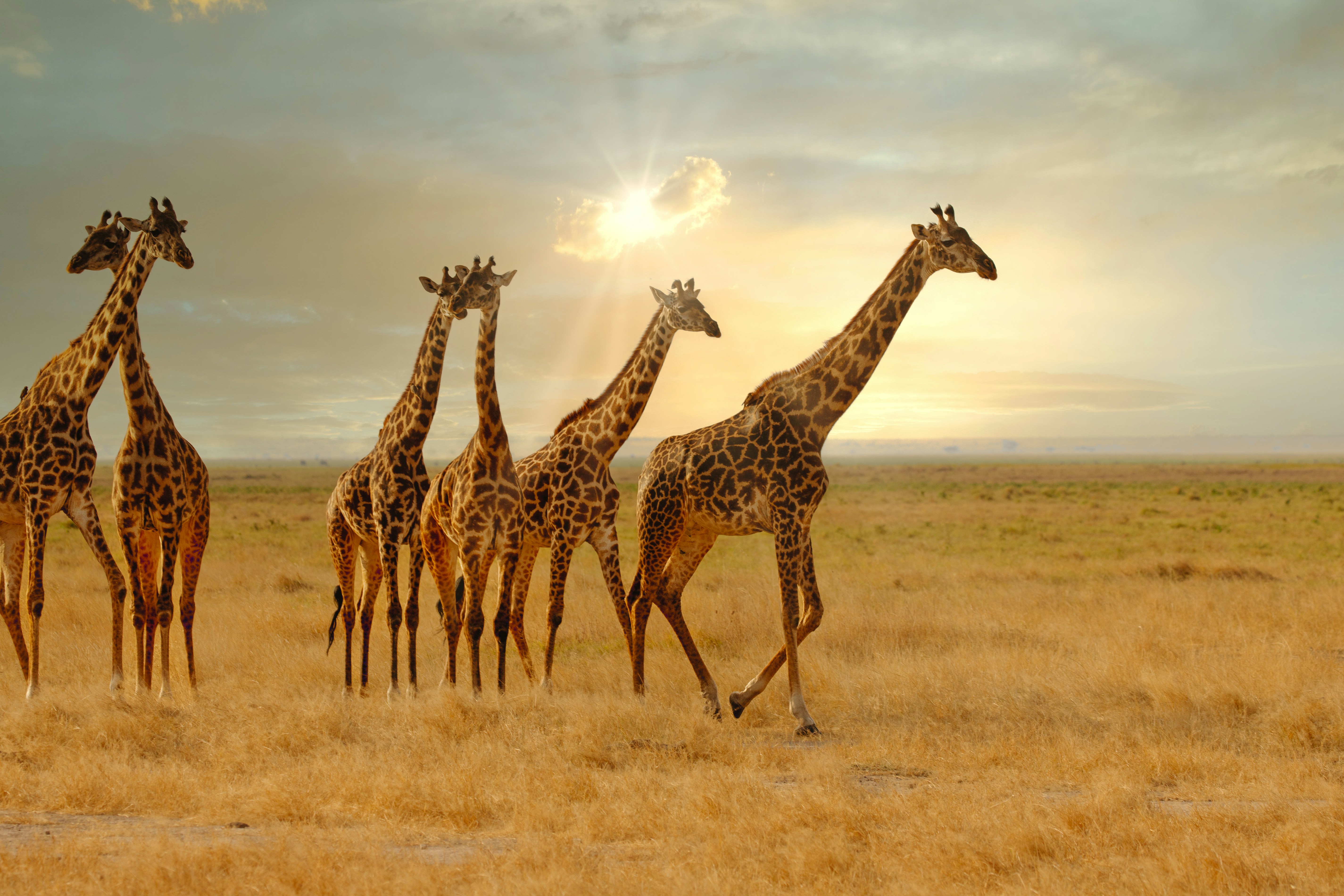 Multi-Country Safari Across Africa