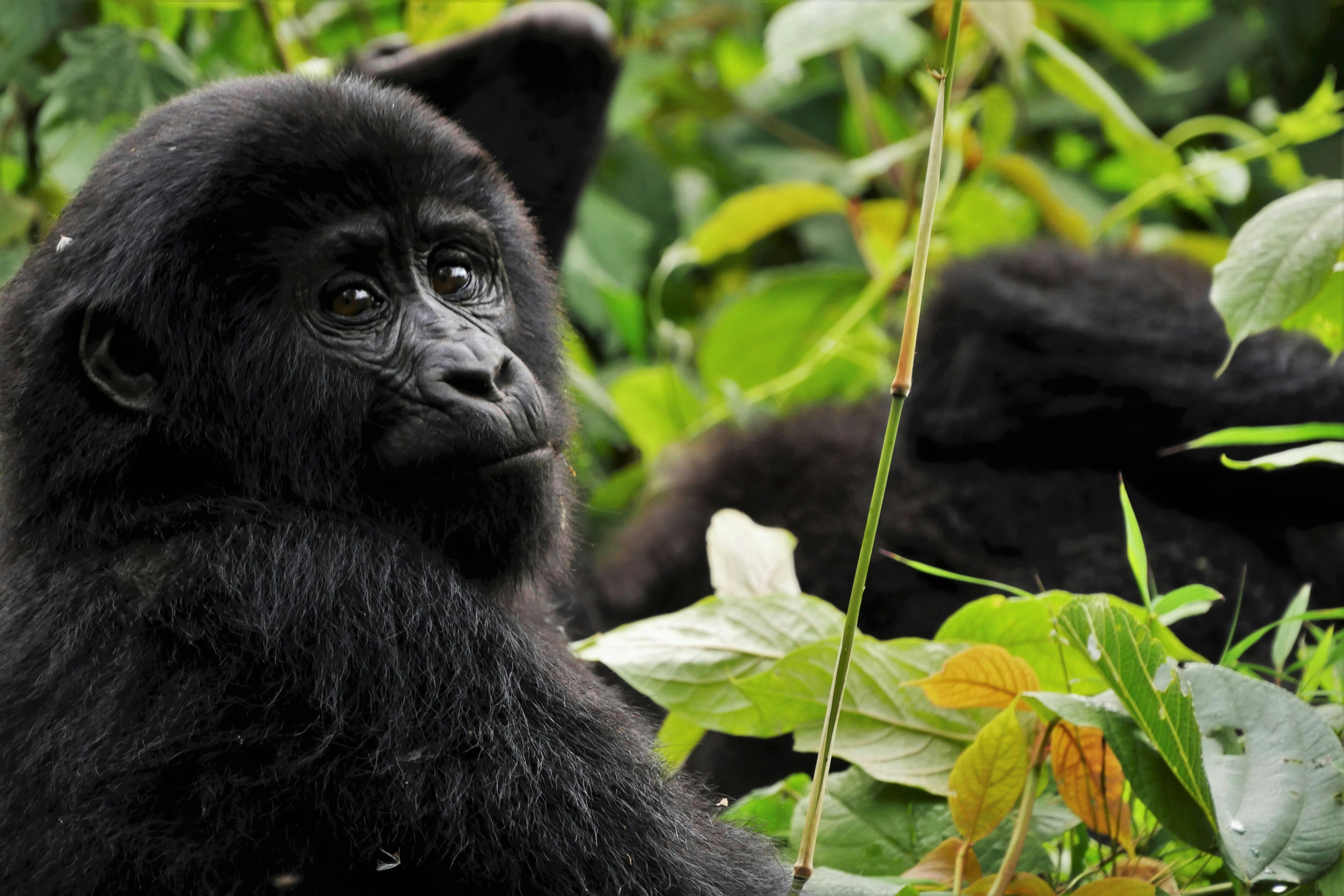 Uganda Safari Adventures