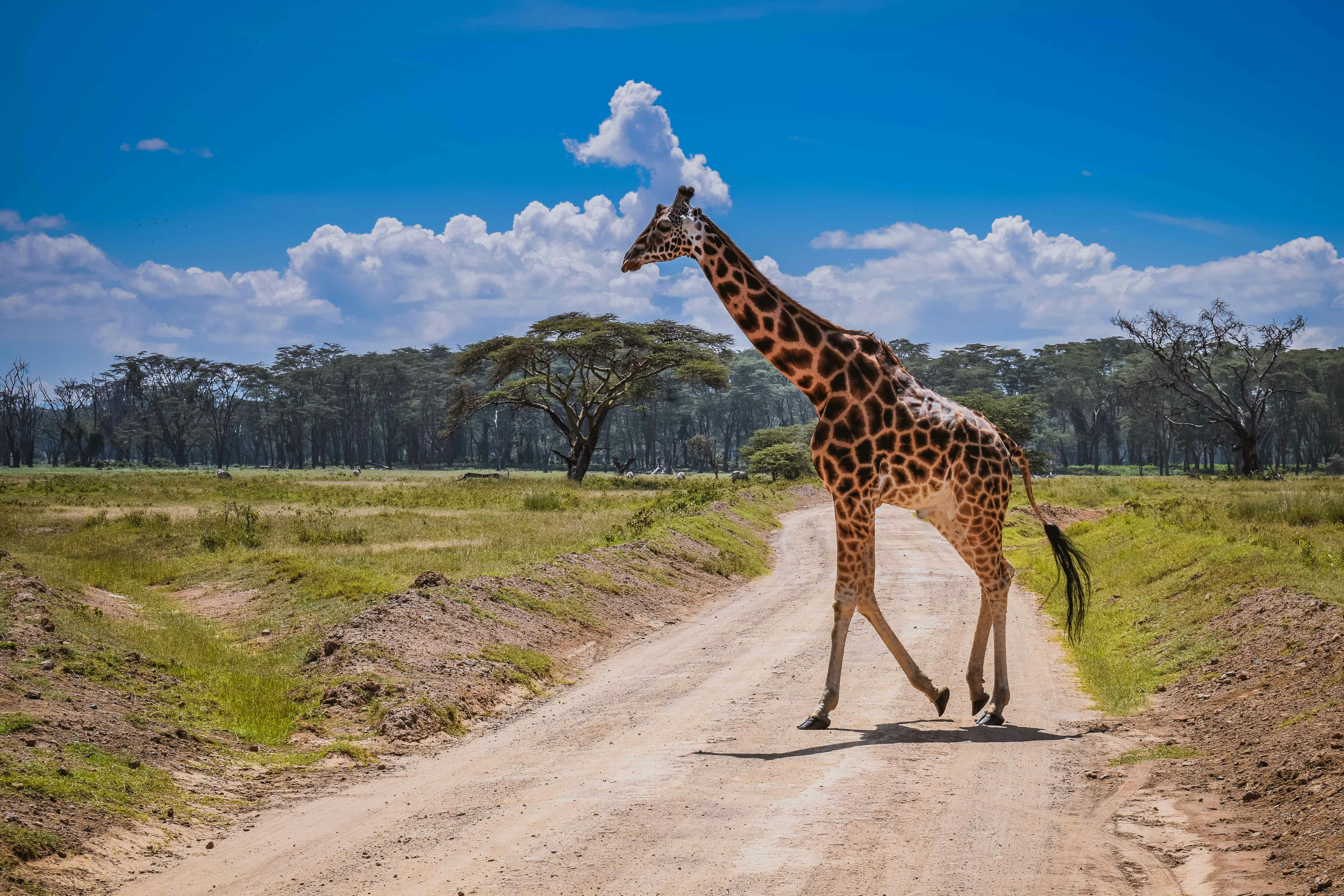 Best Safari Countries