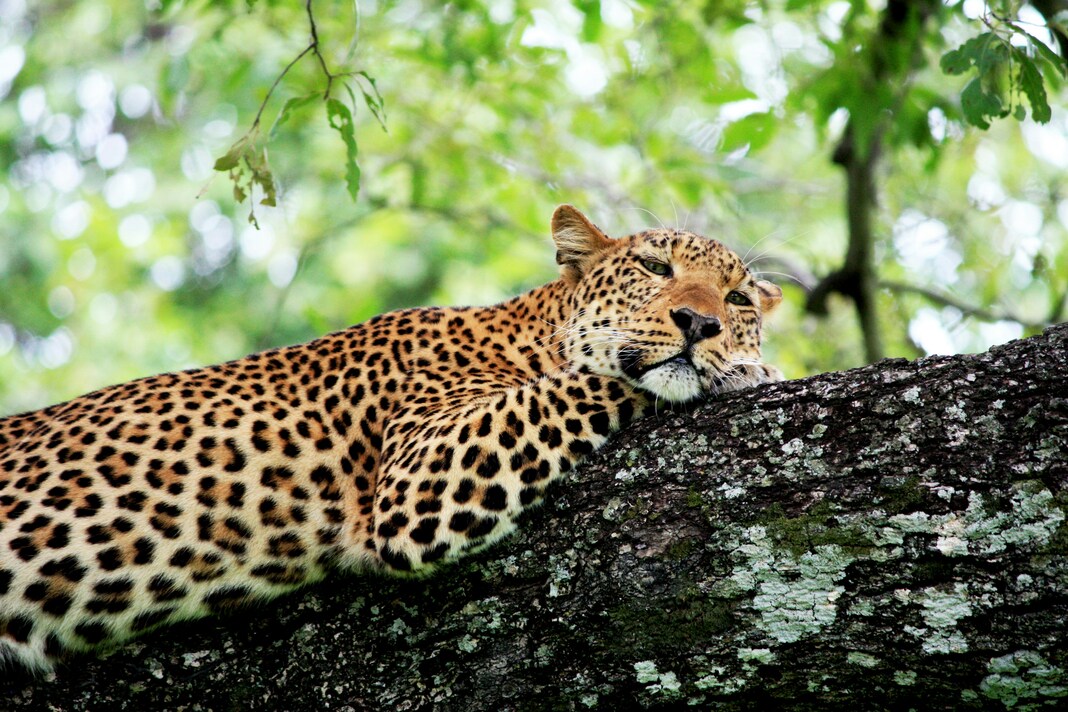 Second Safari in Africa