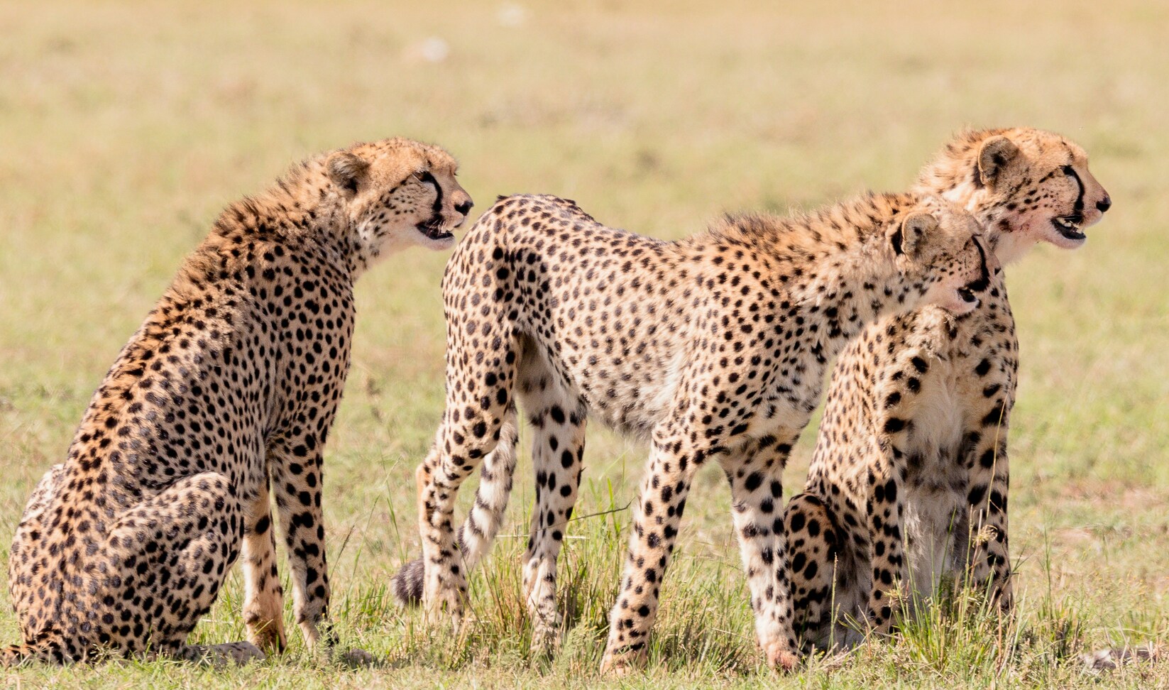 Kenya vs Tanzania Safari