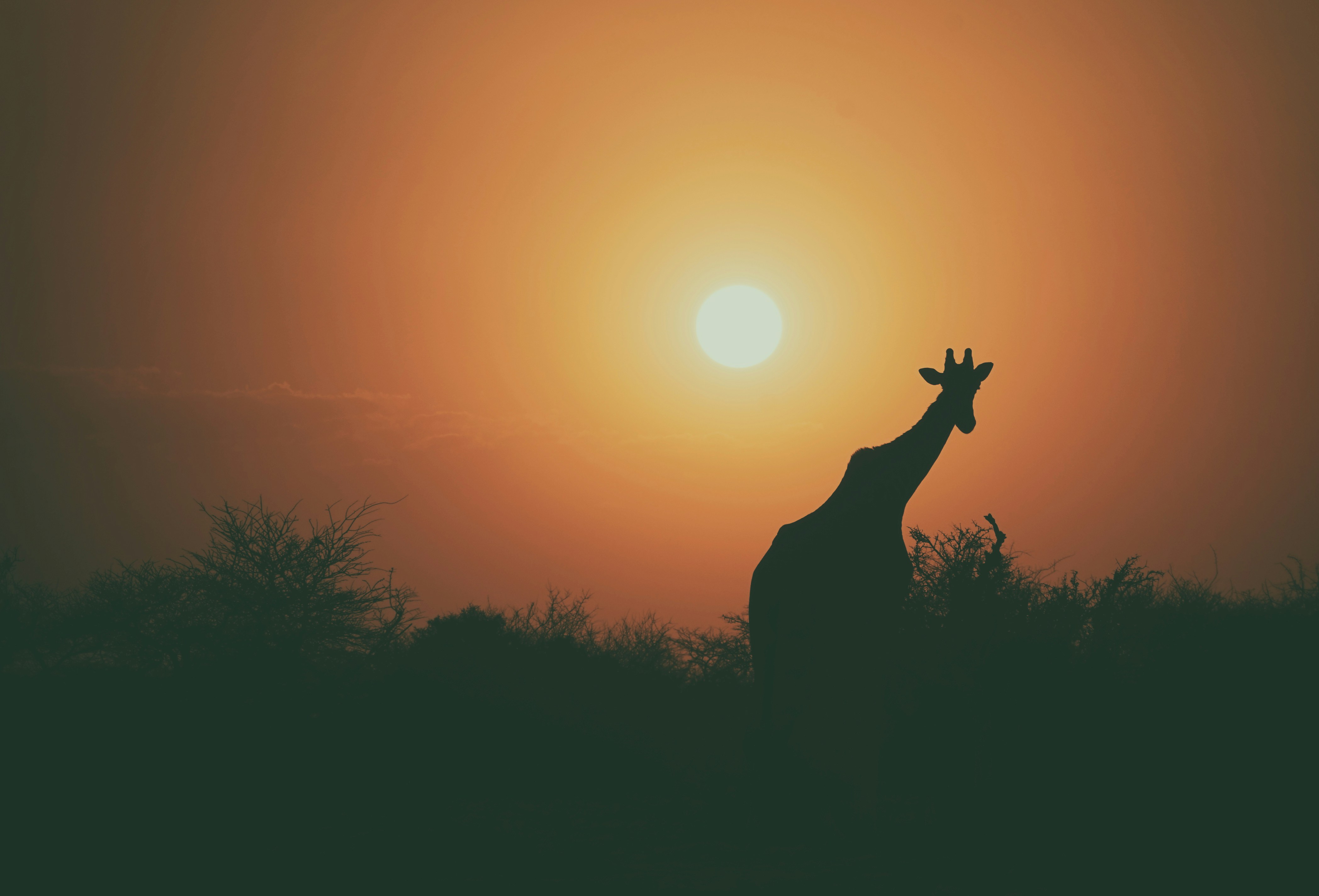 Common Safari Myths