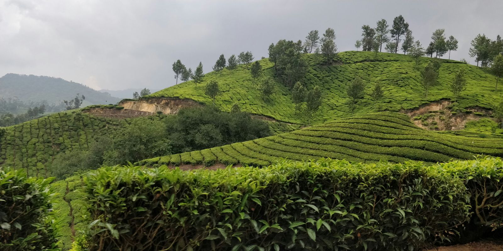 Terraced green tea plantation on rolling hills under a cloudy sky