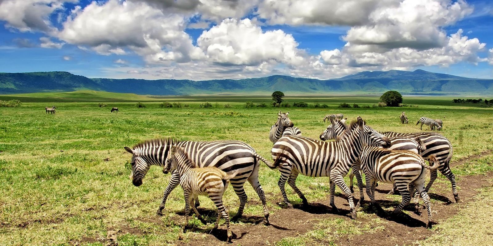 Zebras and a foal on a dirt track across green grassland with a mountain ridge behind