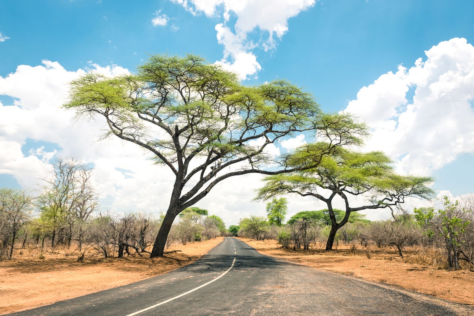African landscape with an empty road and trees in Zimbabwe